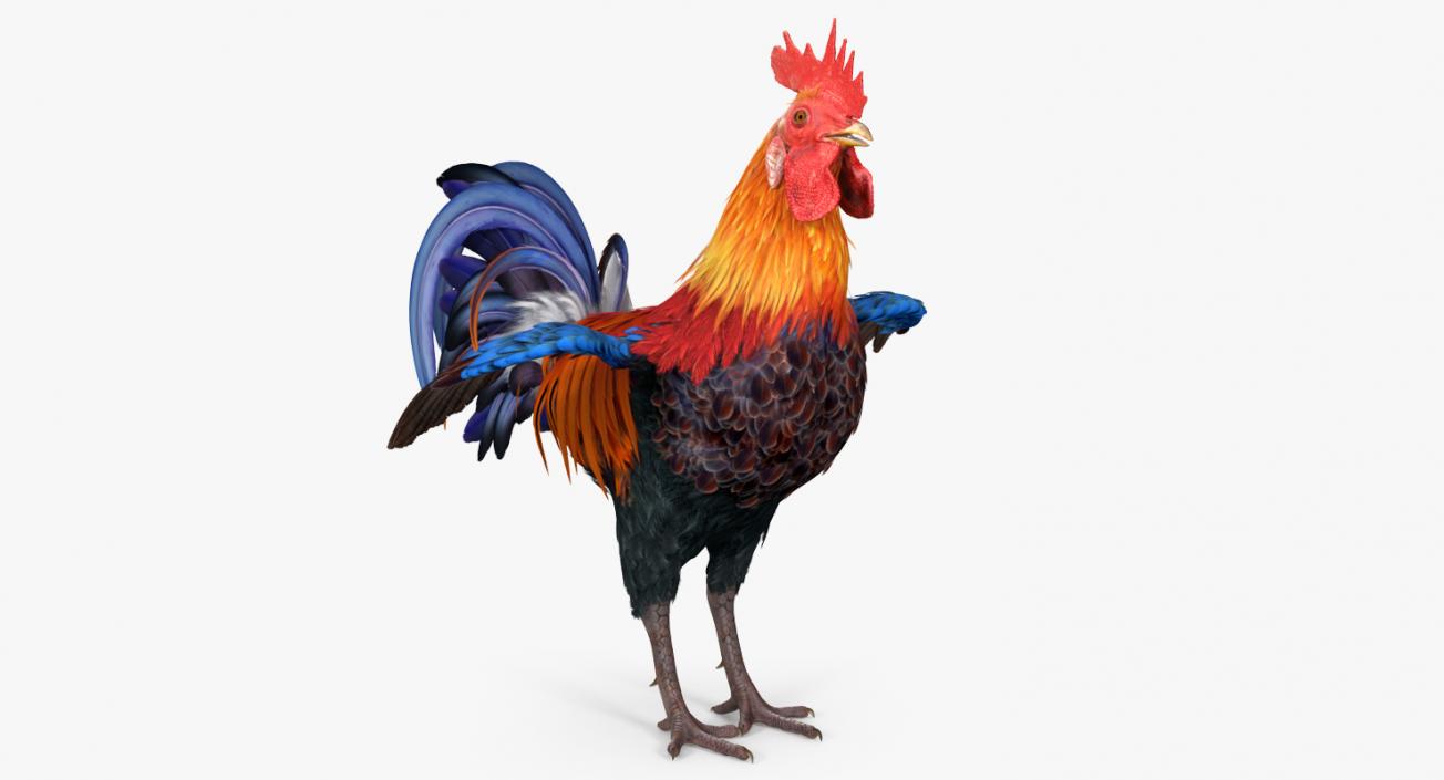 Rooster 3D model