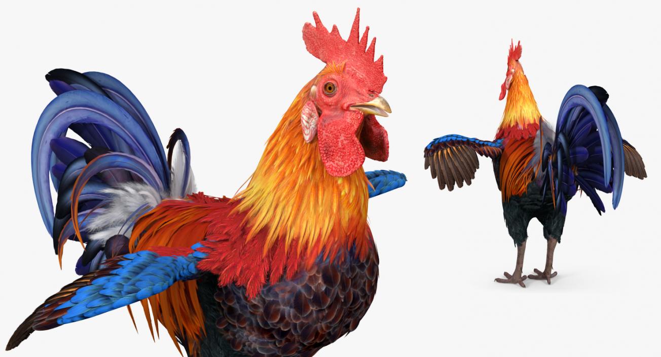 Rooster 3D model