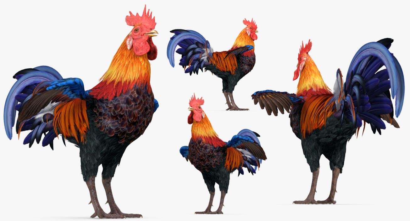 Rooster 3D model