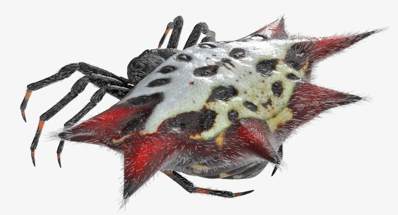 Spiny Orb Weaver Spider Rigged with Fur 3D model