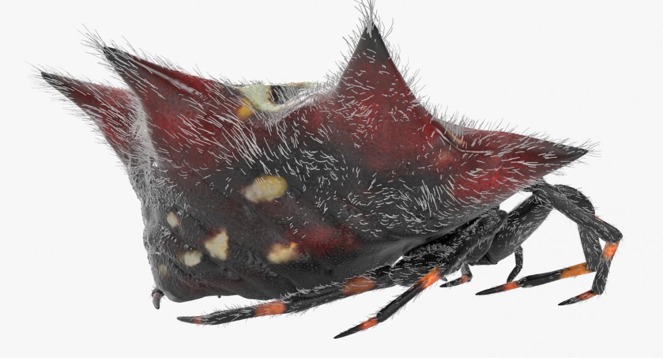 Spiny Orb Weaver Spider Rigged with Fur 3D model