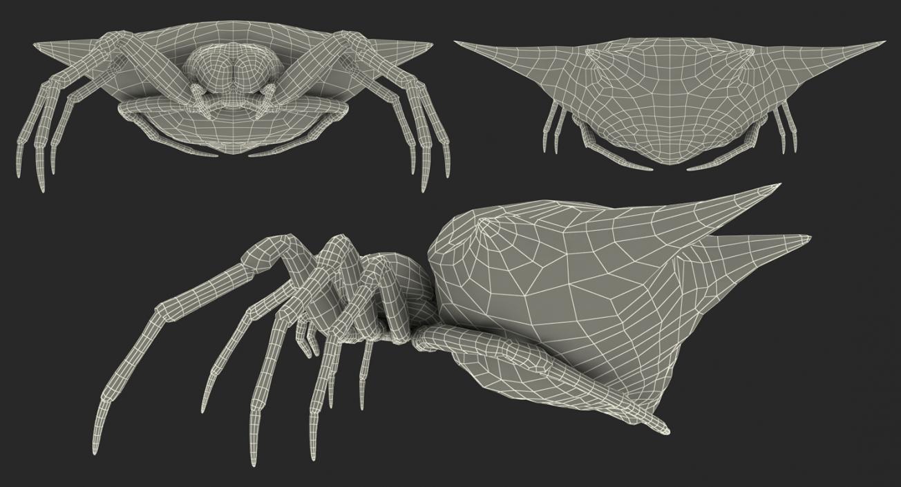 Spiny Orb Weaver Spider Rigged with Fur 3D model