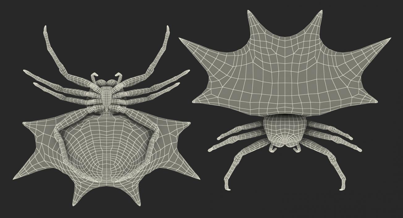 Spiny Orb Weaver Spider Rigged with Fur 3D model