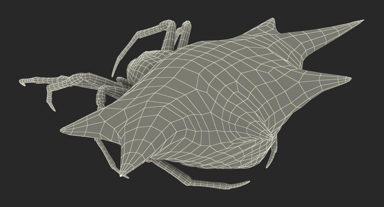 Spiny Orb Weaver Spider Rigged with Fur 3D model