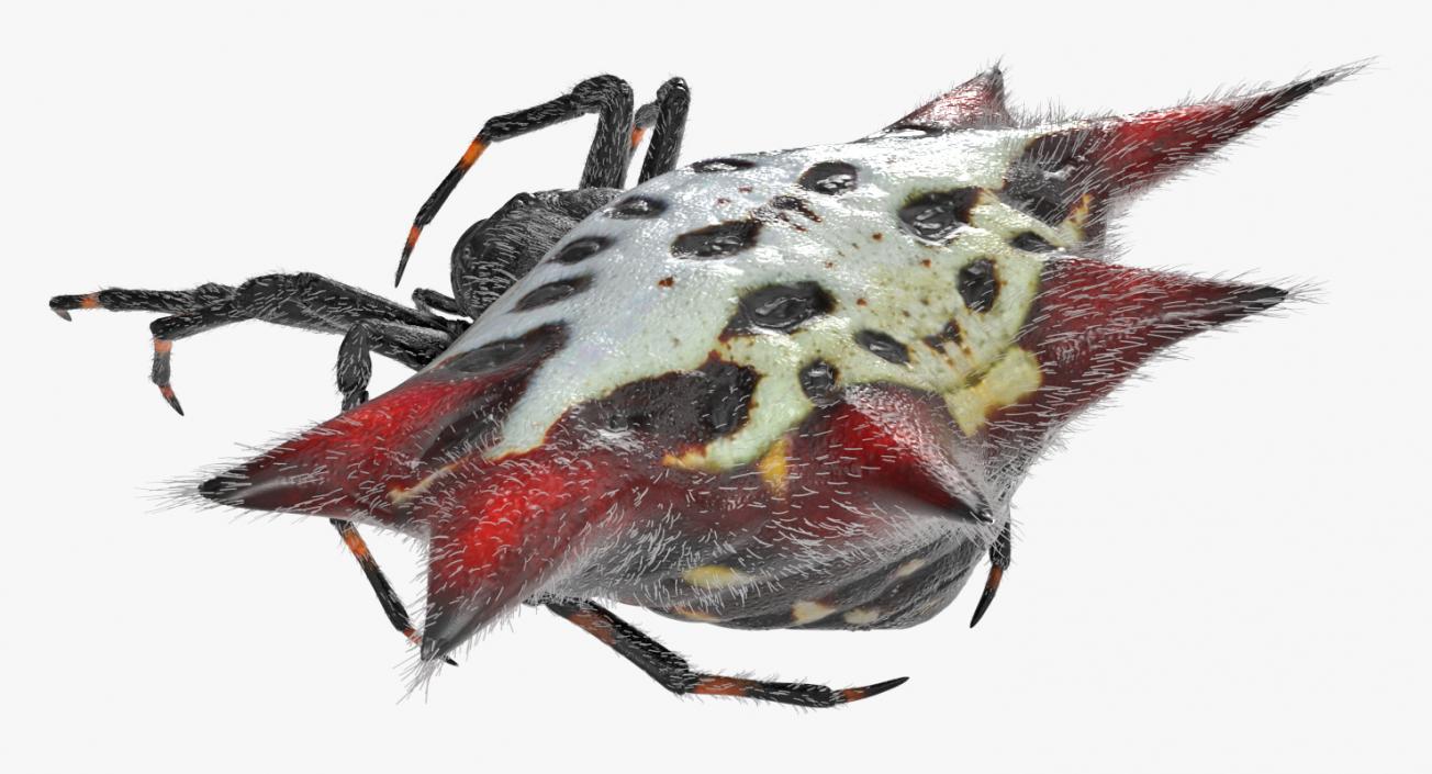 Spiny Orb Weaver Spider Rigged with Fur 3D model