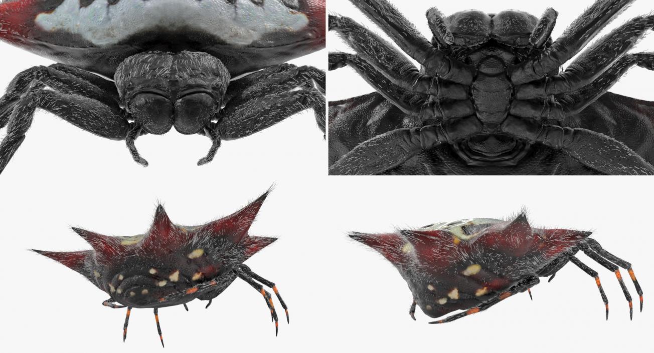 Spiny Orb Weaver Spider Rigged with Fur 3D model