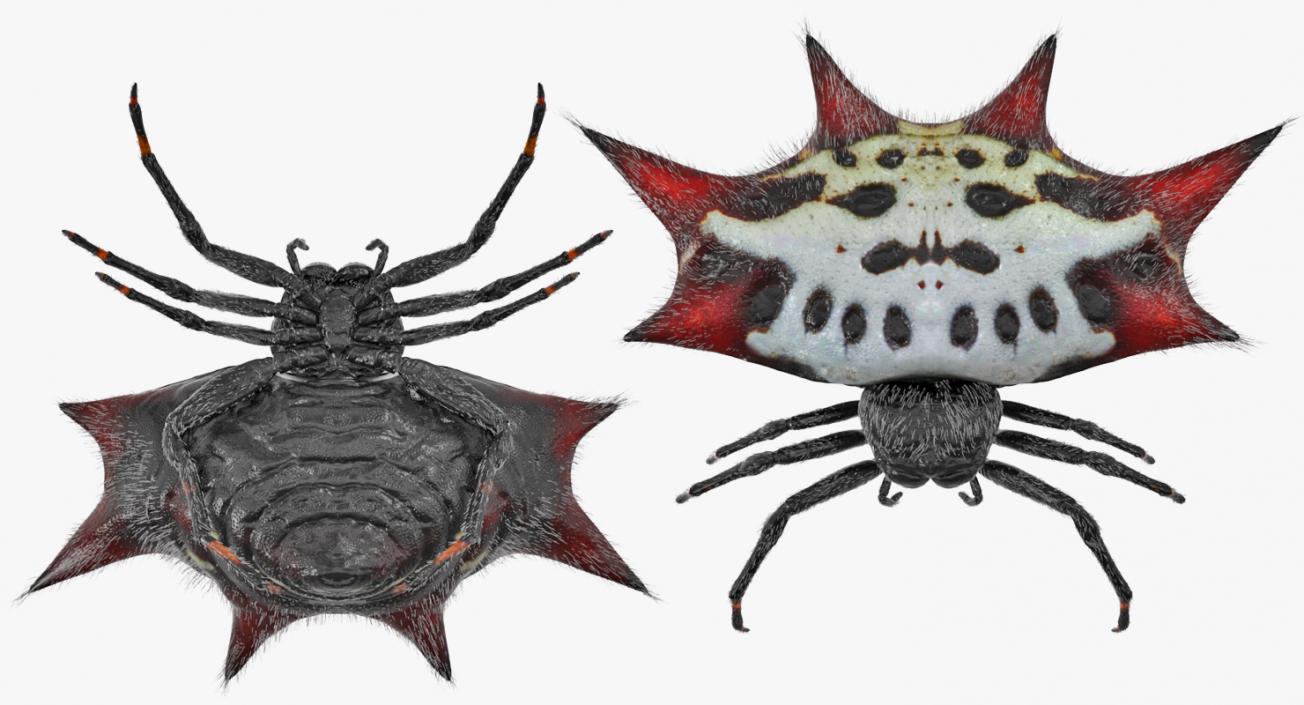 Spiny Orb Weaver Spider Rigged with Fur 3D model