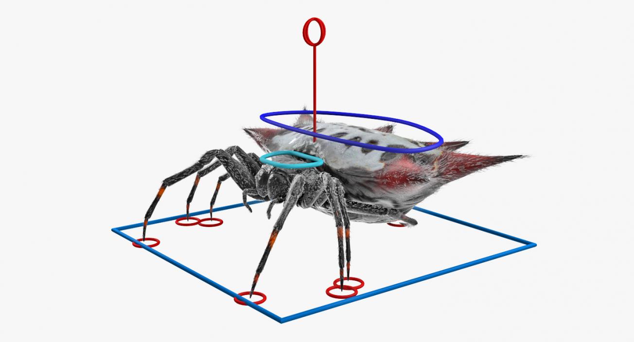 Spiny Orb Weaver Spider Rigged with Fur 3D model