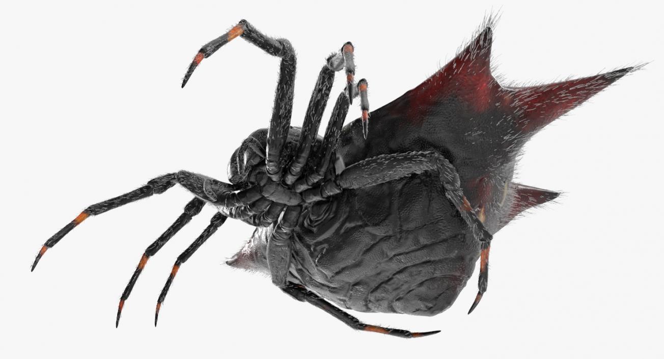 Spiny Orb Weaver Spider Rigged with Fur 3D model