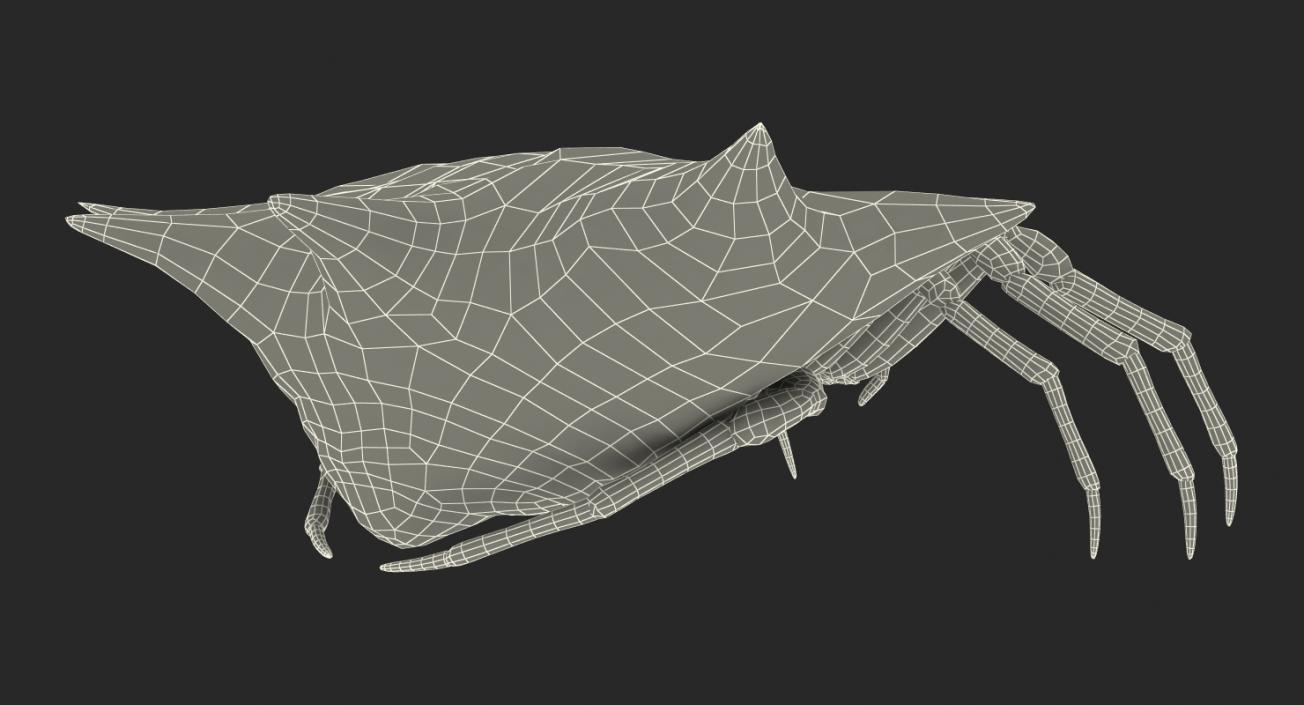 Spiny Orb Weaver Spider Rigged with Fur 3D model