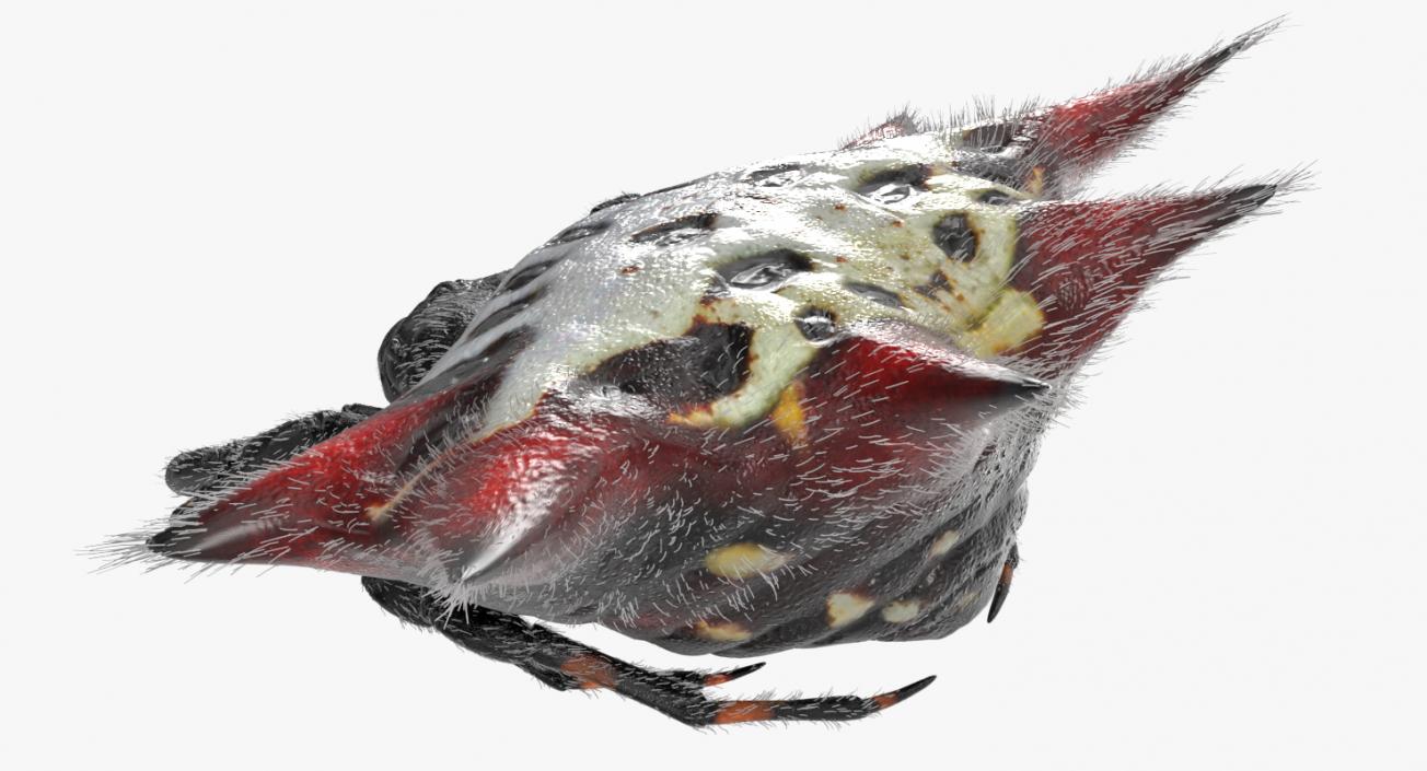 Spiny Orb Weaver Spider Rigged with Fur 3D model