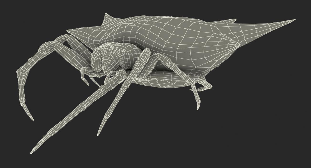 Spiny Orb Weaver Spider Rigged with Fur 3D model