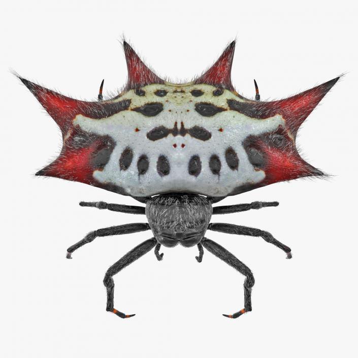 Spiny Orb Weaver Spider Rigged with Fur 3D model