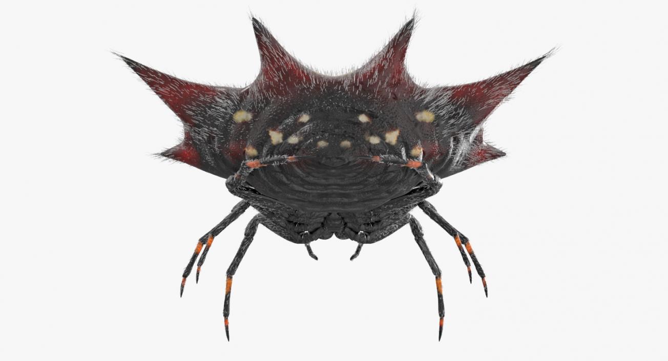 Spiny Orb Weaver Spider Rigged with Fur 3D model