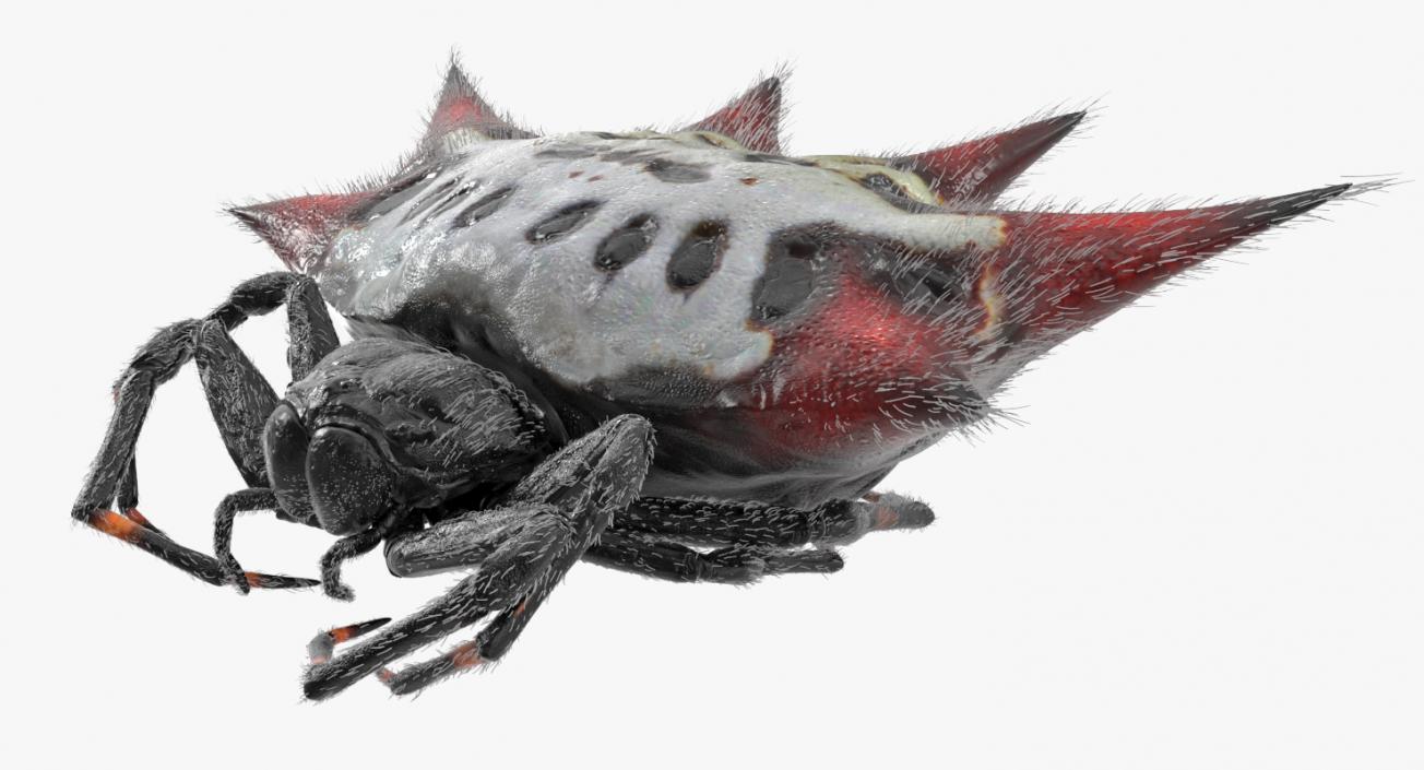 Spiny Orb Weaver Spider Rigged with Fur 3D model