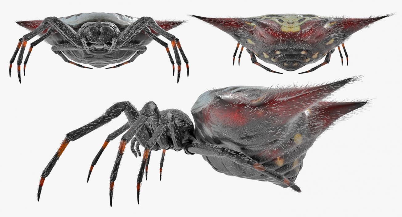 Spiny Orb Weaver Spider Rigged with Fur 3D model