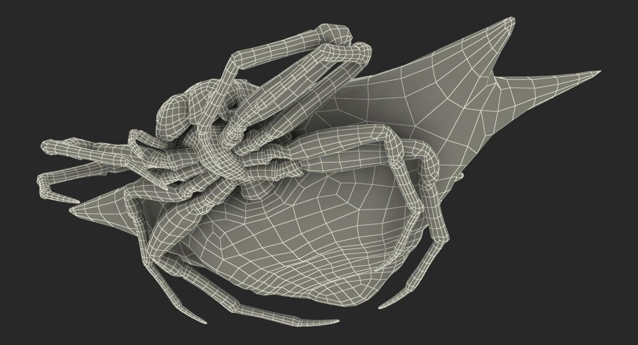 Spiny Orb Weaver Spider Rigged with Fur 3D model