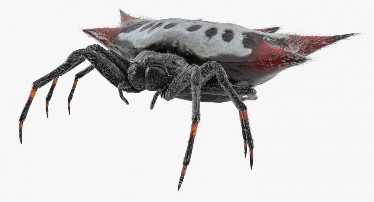 Spiny Orb Weaver Spider Rigged with Fur 3D model