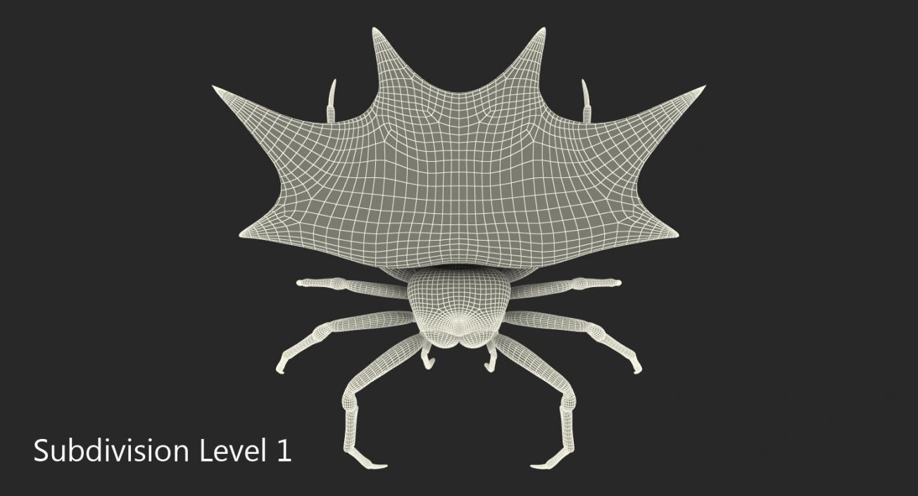 Spiny Orb Weaver Spider Rigged with Fur 3D model