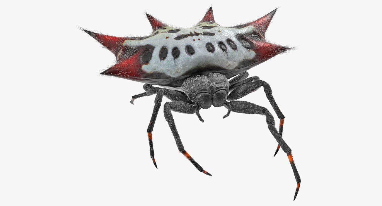 Spiny Orb Weaver Spider Rigged with Fur 3D model