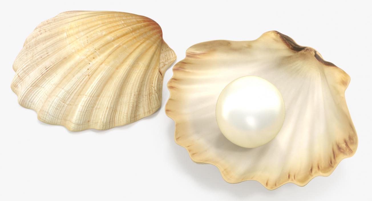 Pearl in Shell 3D model