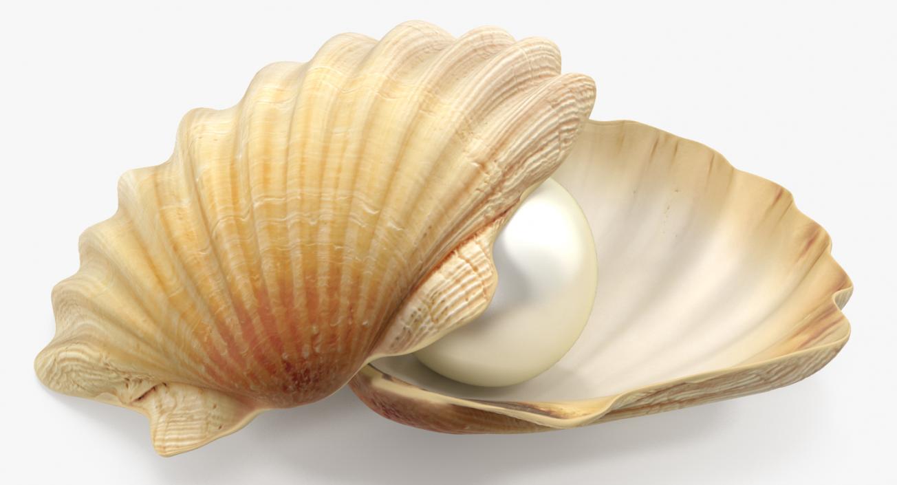 Pearl in Shell 3D model