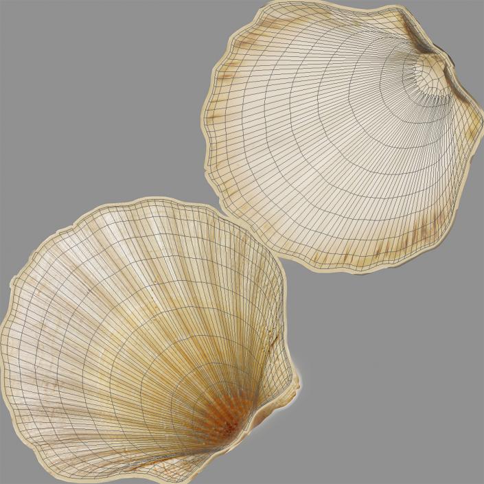 Pearl in Shell 3D model