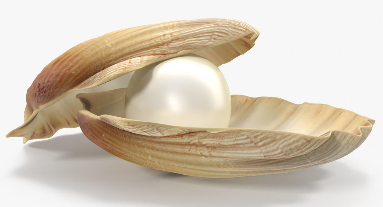 Pearl in Shell 3D model