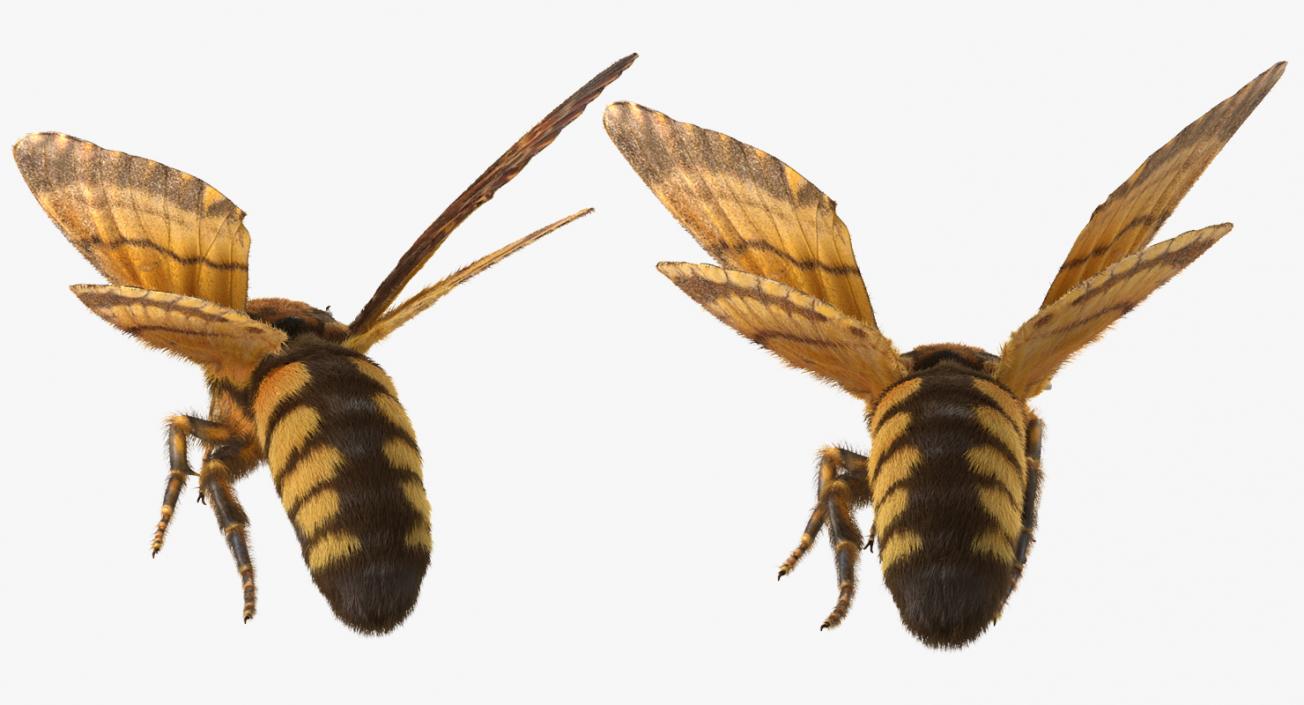 Greater Deaths Head Hawkmoth Flying Pose with Fur 3D model