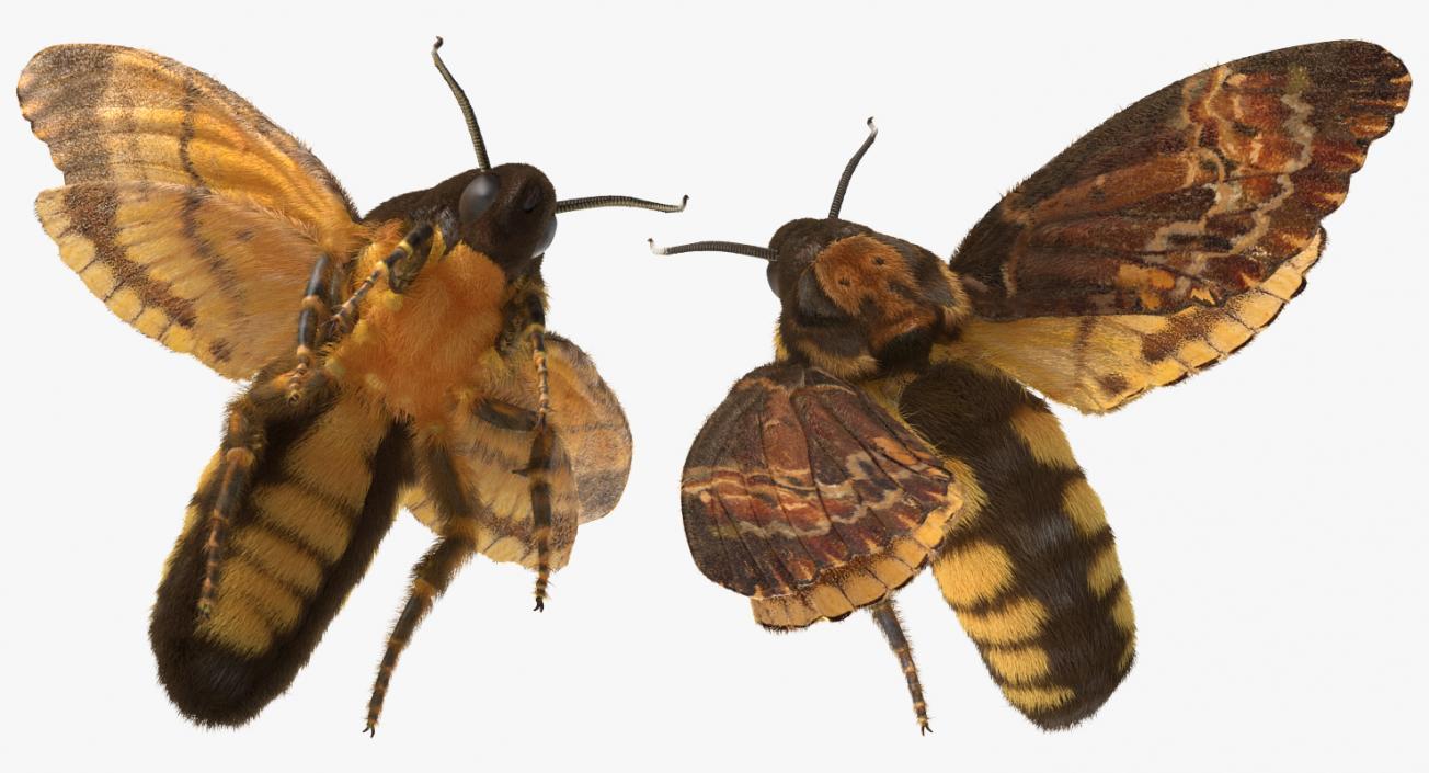 Greater Deaths Head Hawkmoth Flying Pose with Fur 3D model