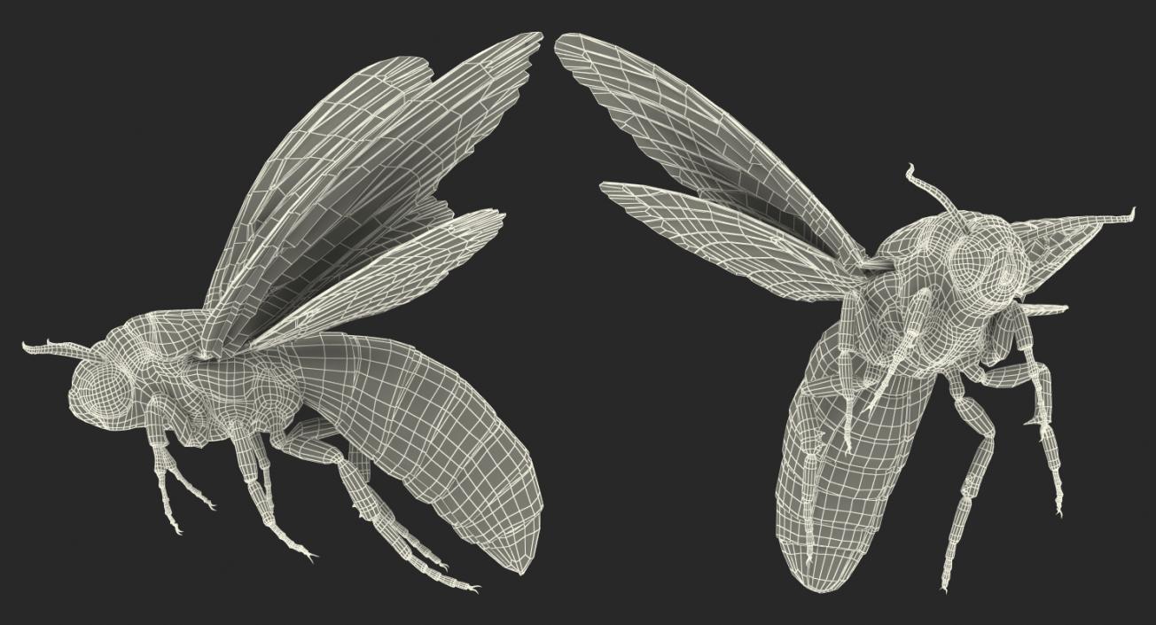 Greater Deaths Head Hawkmoth Flying Pose with Fur 3D model