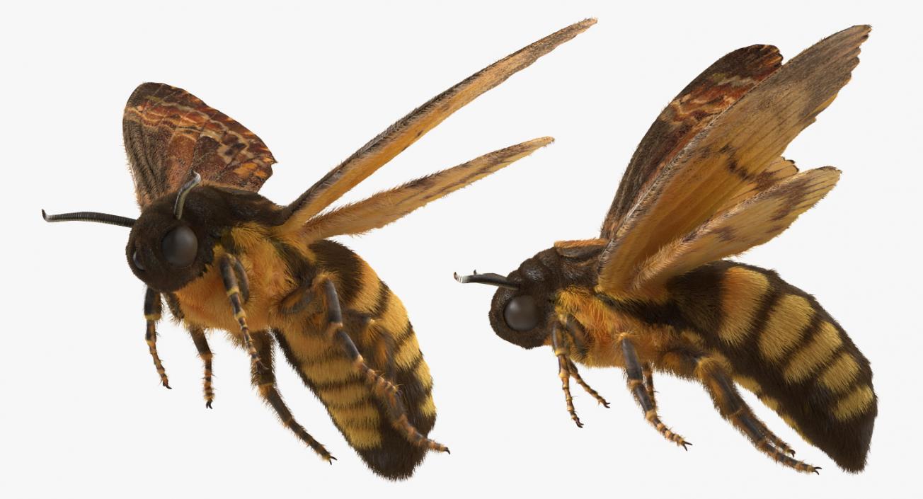 Greater Deaths Head Hawkmoth Flying Pose with Fur 3D model