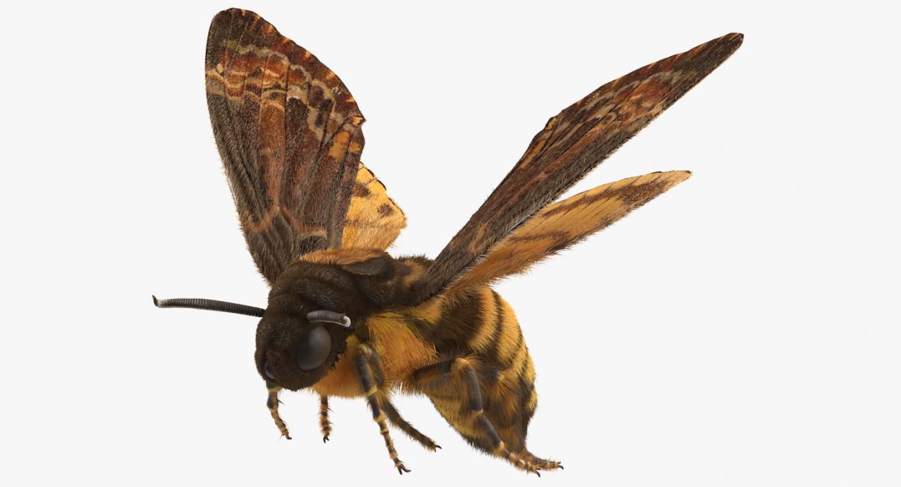 Greater Deaths Head Hawkmoth Flying Pose with Fur 3D model