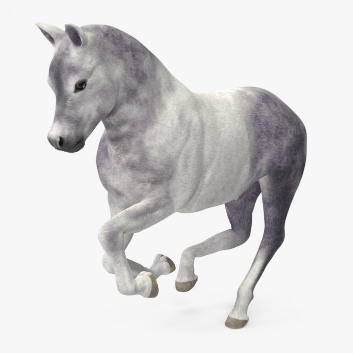 3D model Shetland Pony White Rigged for Maya