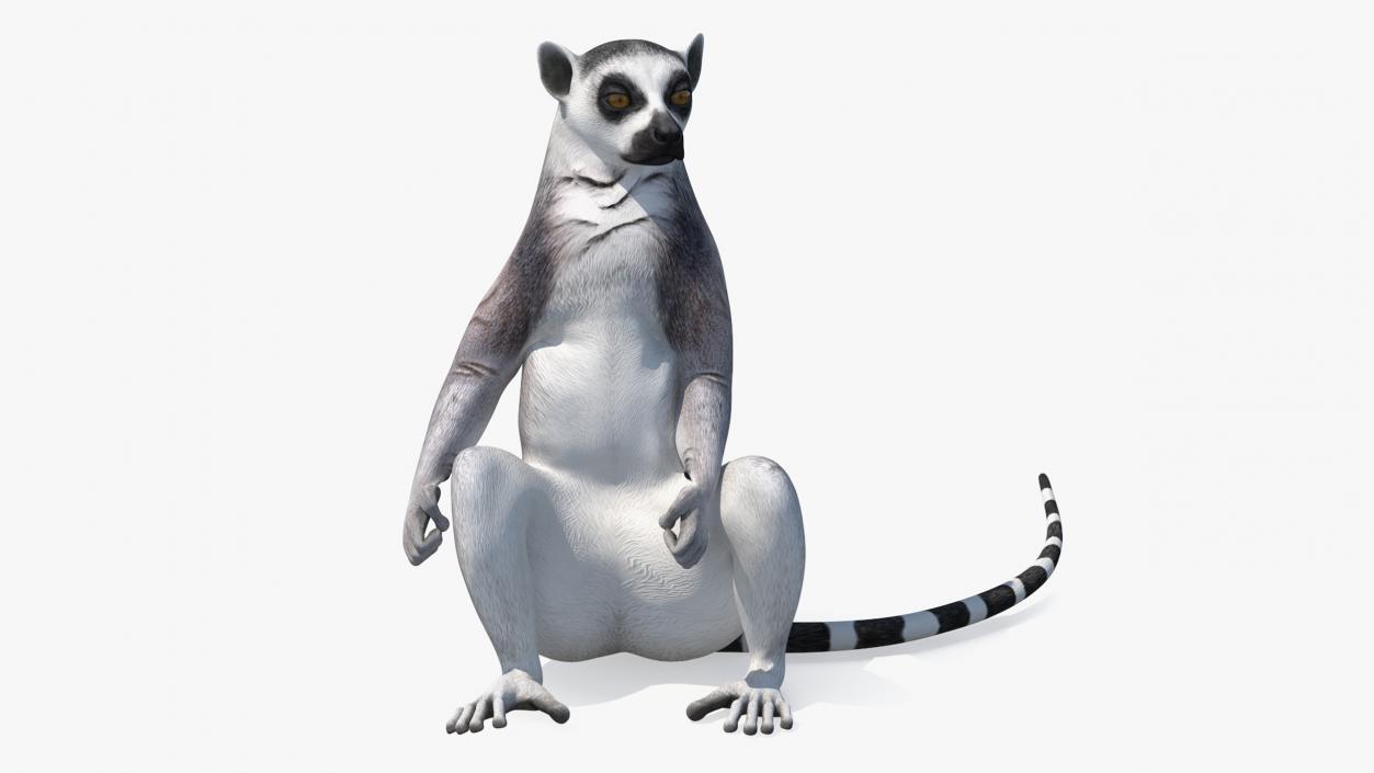 3D Lemur Rigged for Maya