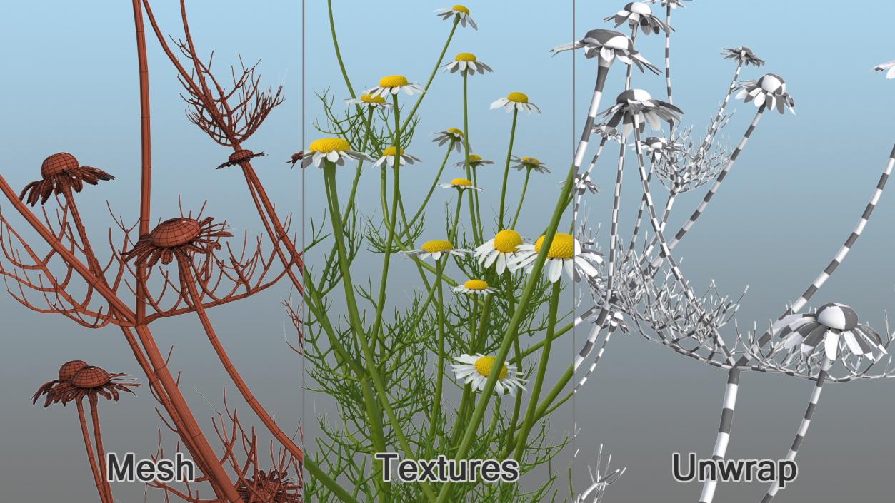 Flowering Plants Collection 9 3D model