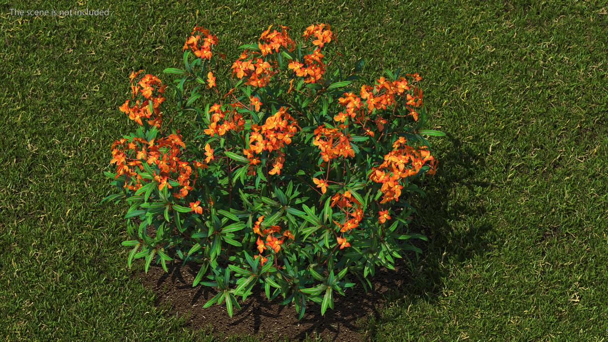 Flowering Plants Collection 9 3D model