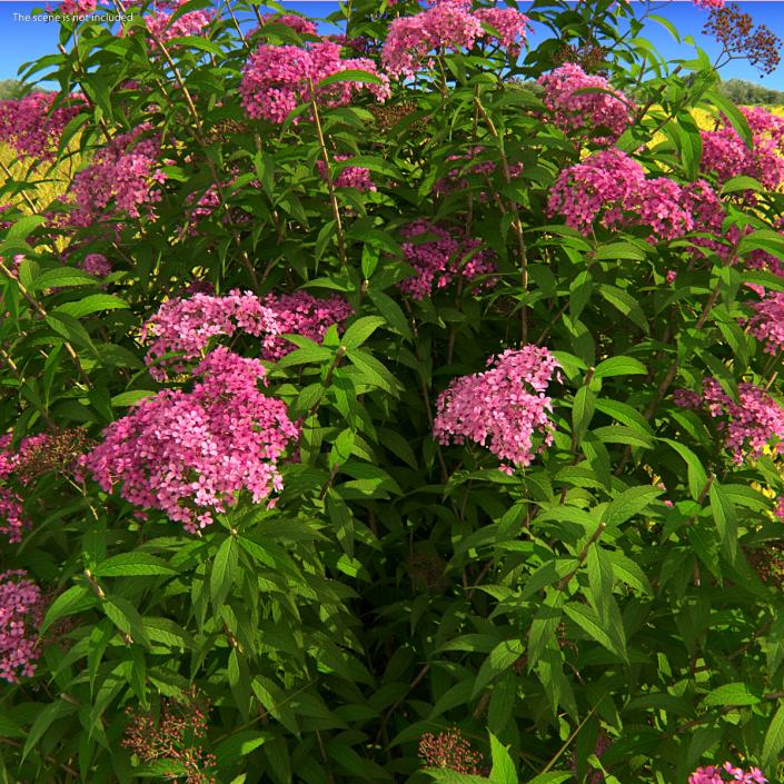 Flowering Plants Collection 9 3D model