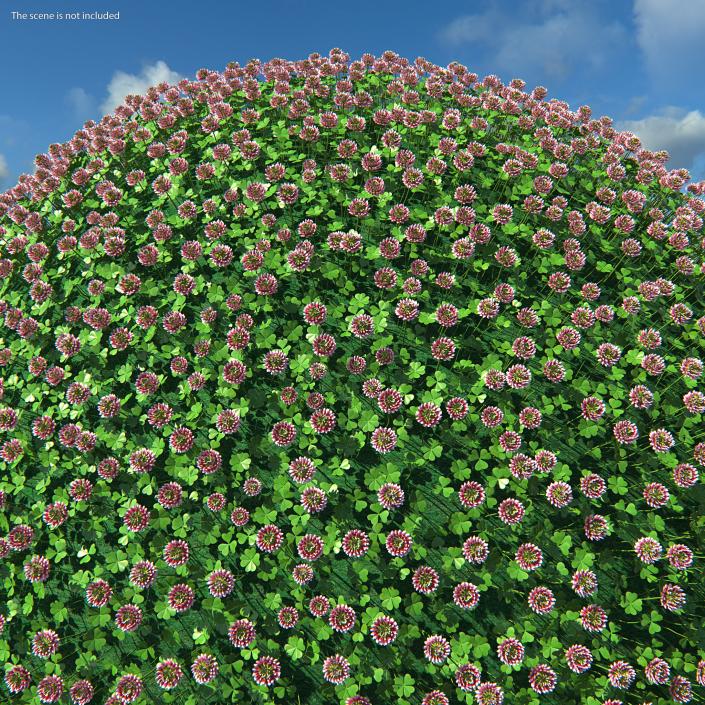 Flowering Plants Collection 9 3D model