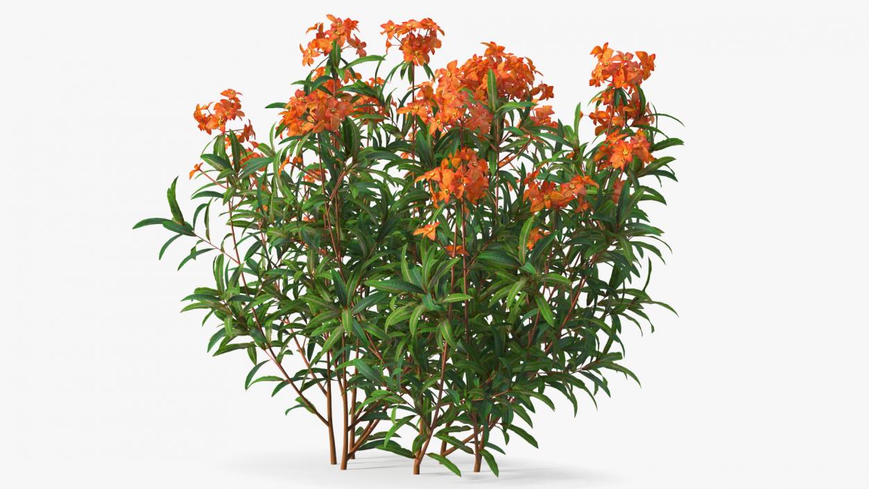 Flowering Plants Collection 9 3D model