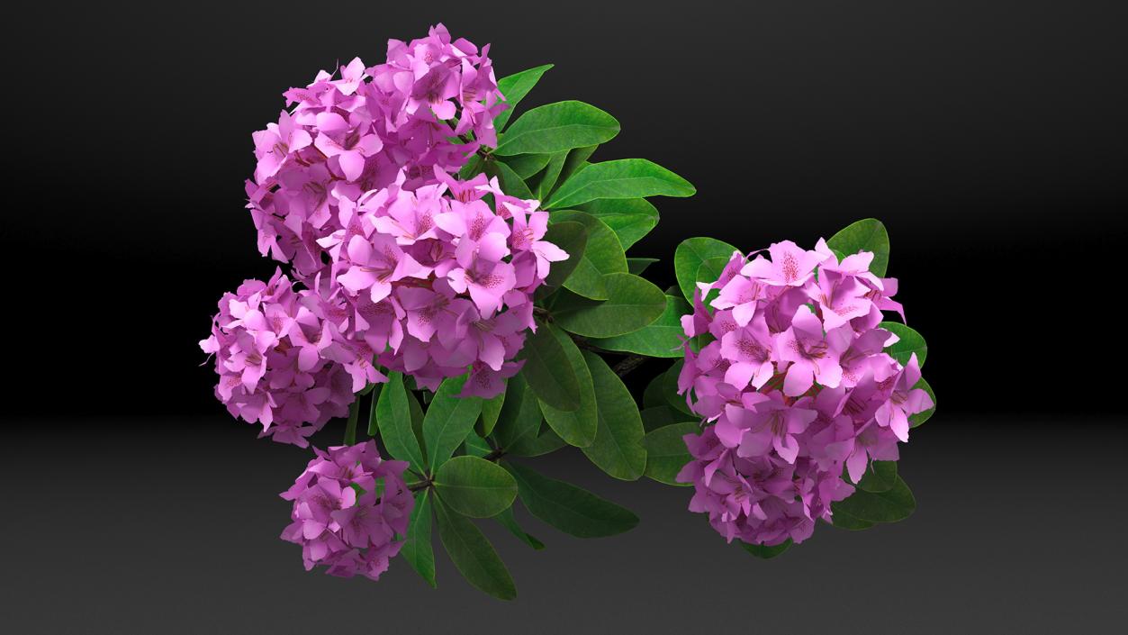 Flowering Plants Collection 9 3D model