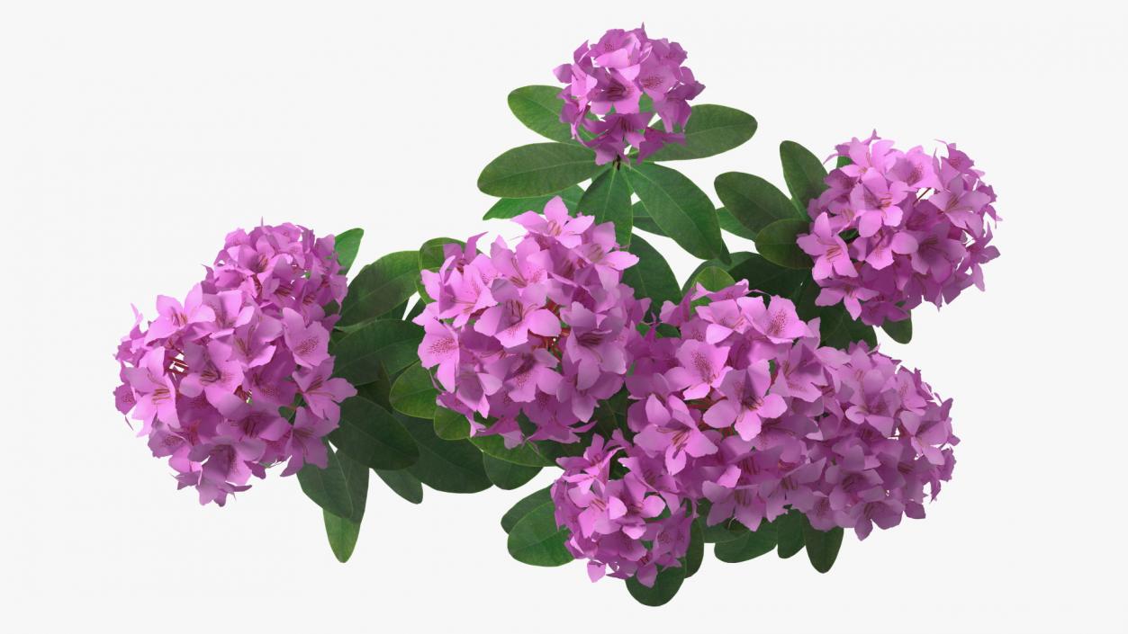 Flowering Plants Collection 9 3D model