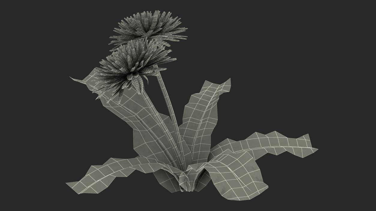 Flowering Plants Collection 9 3D model