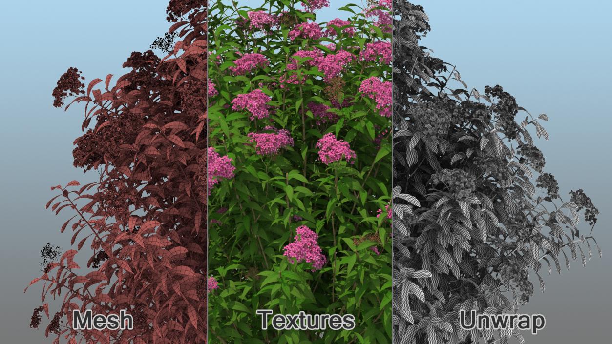 Flowering Plants Collection 9 3D model