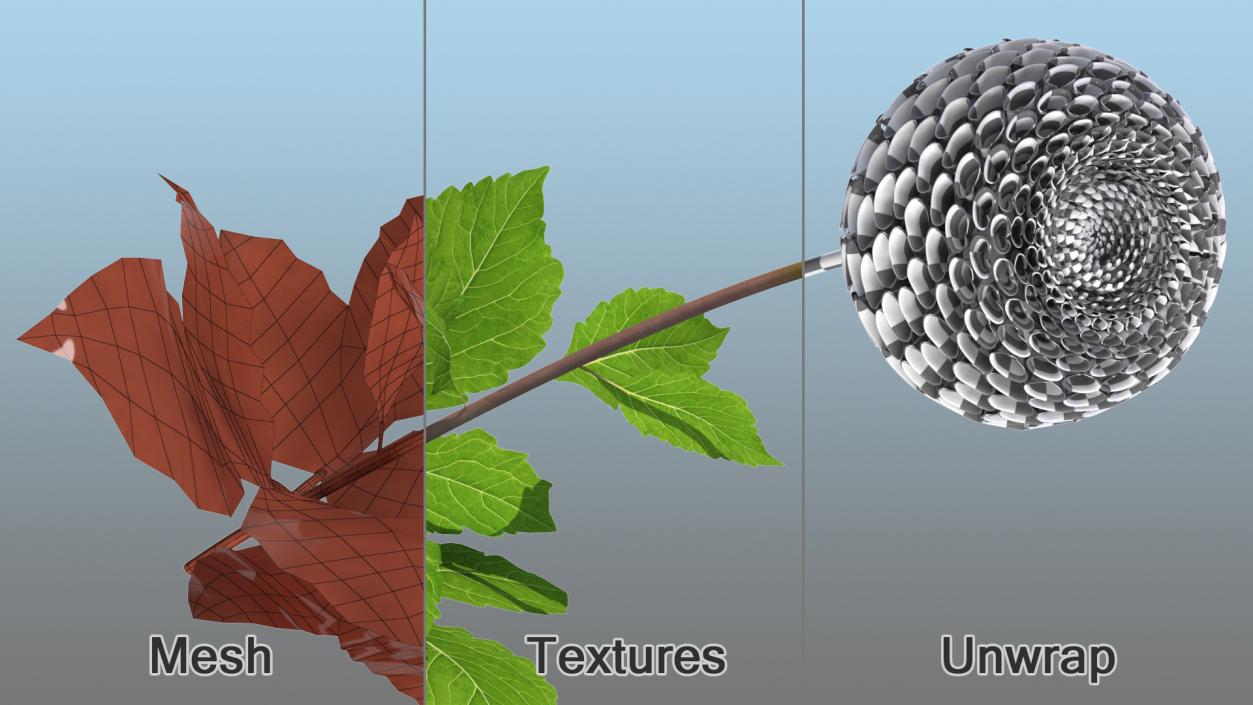 Flowering Plants Collection 9 3D model