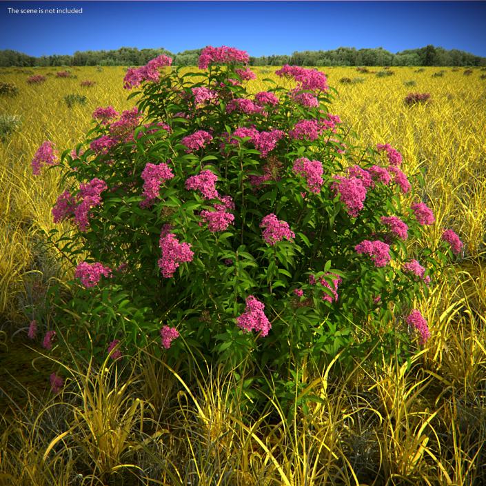 Flowering Plants Collection 9 3D model