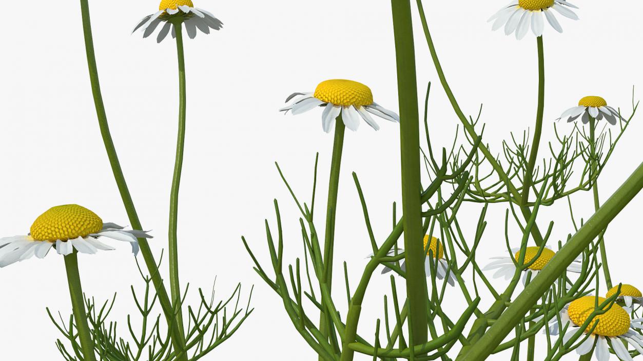 Flowering Plants Collection 9 3D model