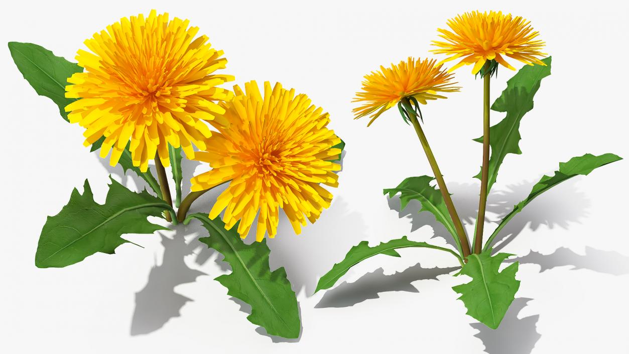 Flowering Plants Collection 9 3D model