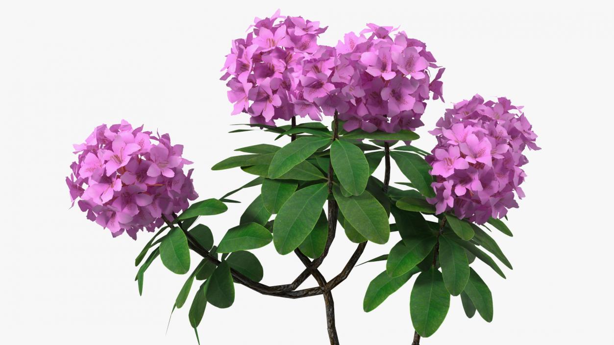 Flowering Plants Collection 9 3D model