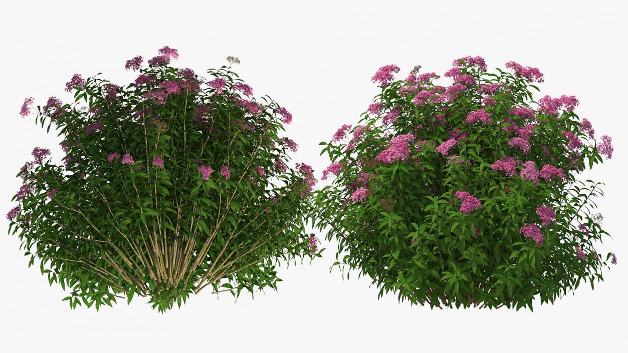 Flowering Plants Collection 9 3D model